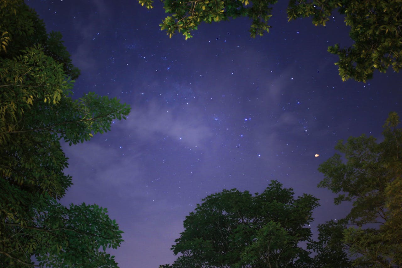Photography of a serene night sky filled with stars, framed by leafy treetops.